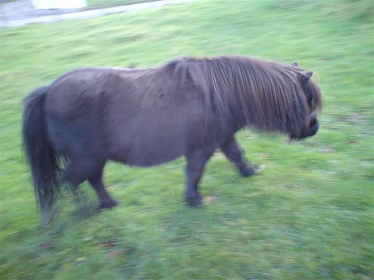 Shetlænder Tarzan - Jeg gidder ikke mere nu<3 billede 5