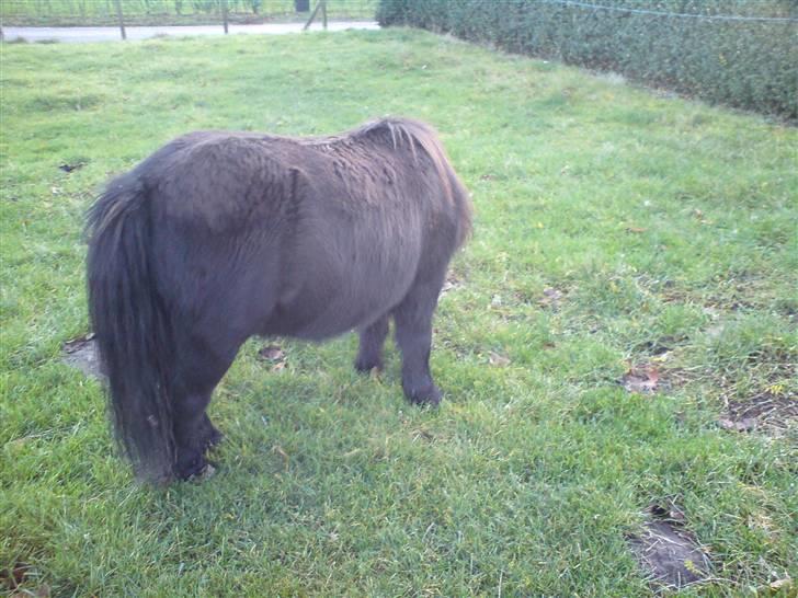 Shetlænder Tarzan - en Fugl! billede 6