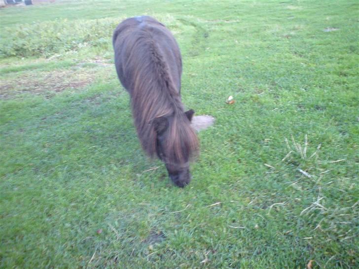 Shetlænder Tarzan - Hej med jer billede 7