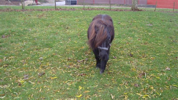 Shetlænder Tarzan - her kommer jeg billede 8