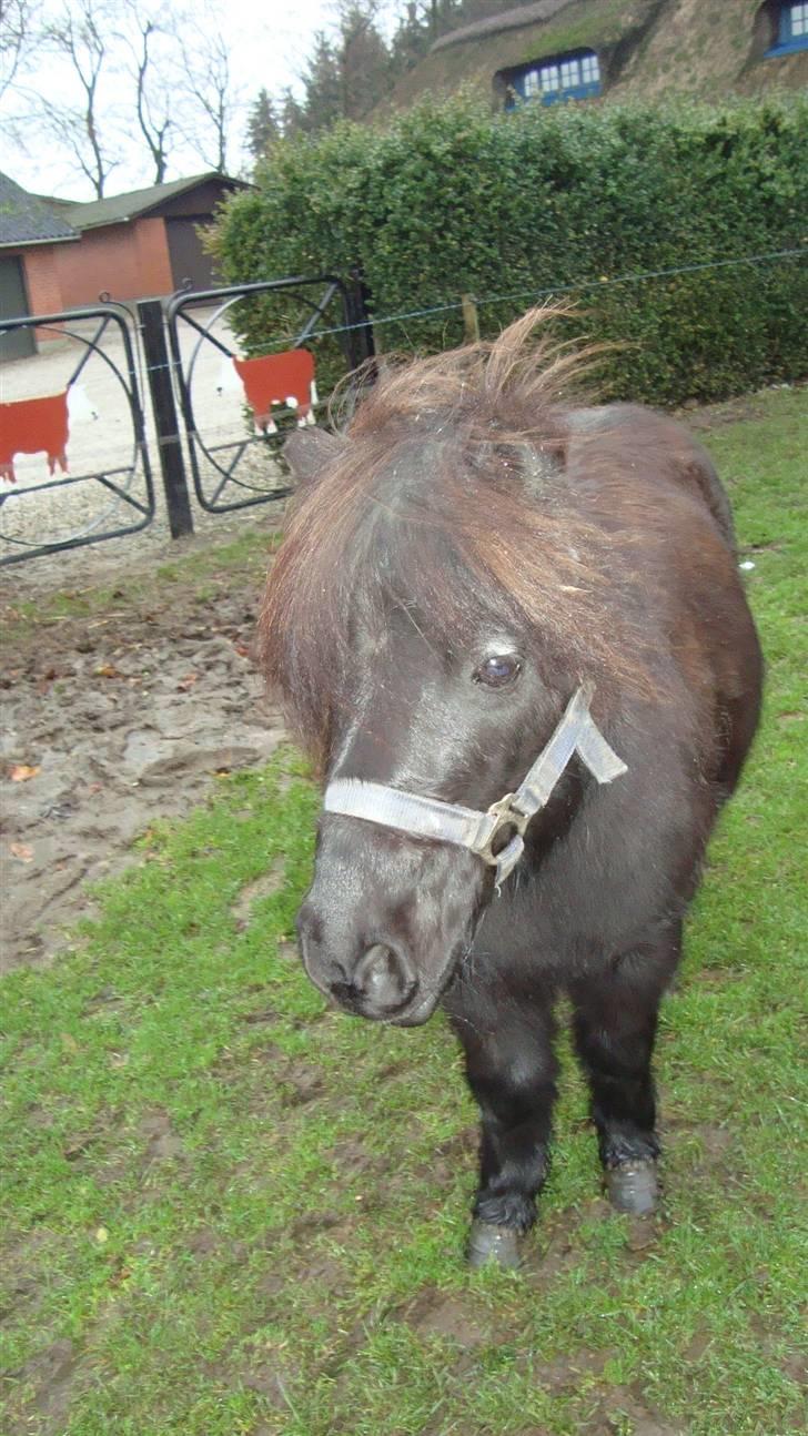 Shetlænder Tarzan - lille pus<3 billede 9