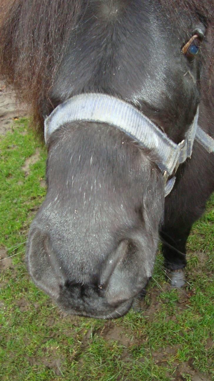 Shetlænder Tarzan - se min fine mule billede 10