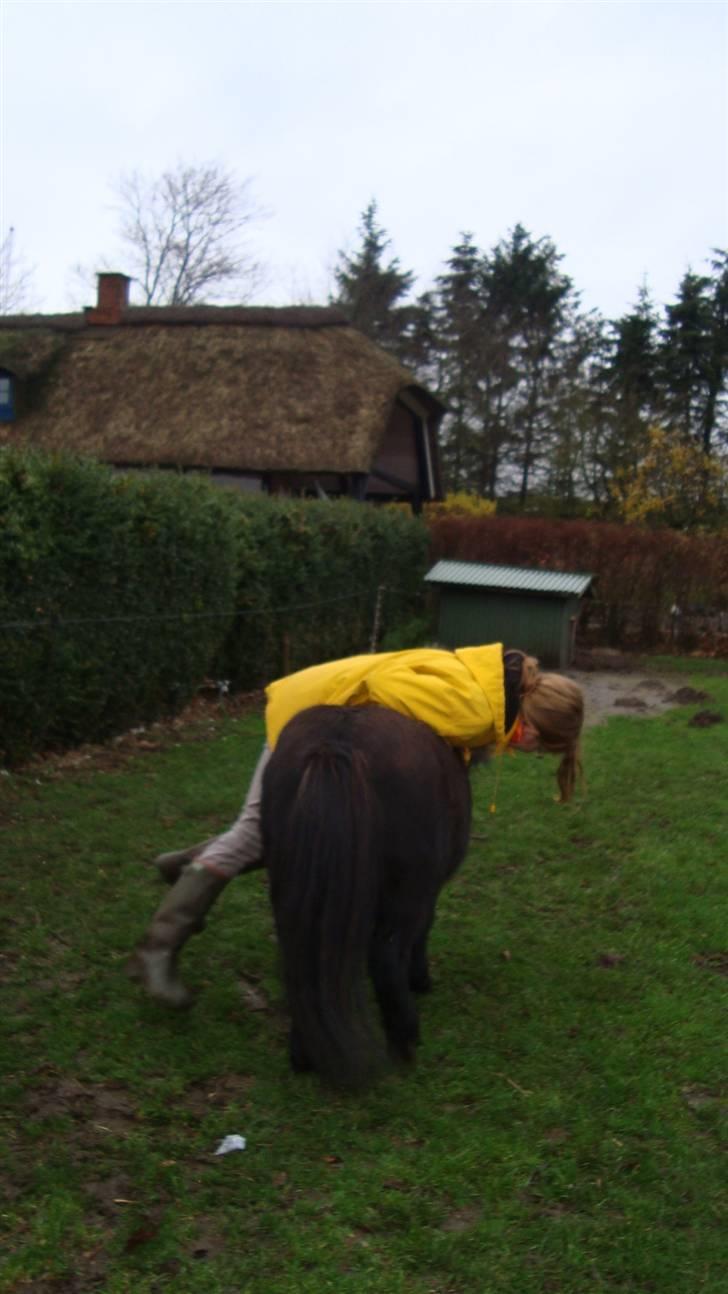 Shetlænder Tarzan - Julie prøver og hænge over mig<3- Tak fordi i så med<3 billede 11