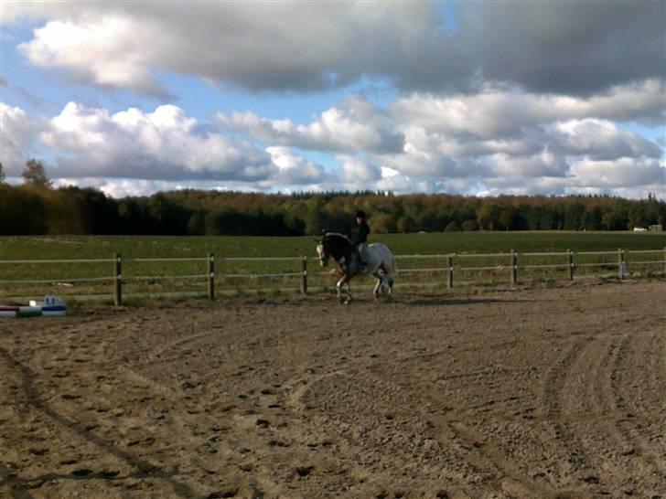 Knabstrupper Samson billede 9