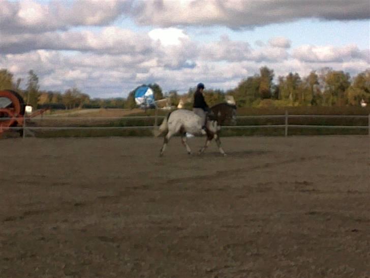 Knabstrupper Samson billede 10