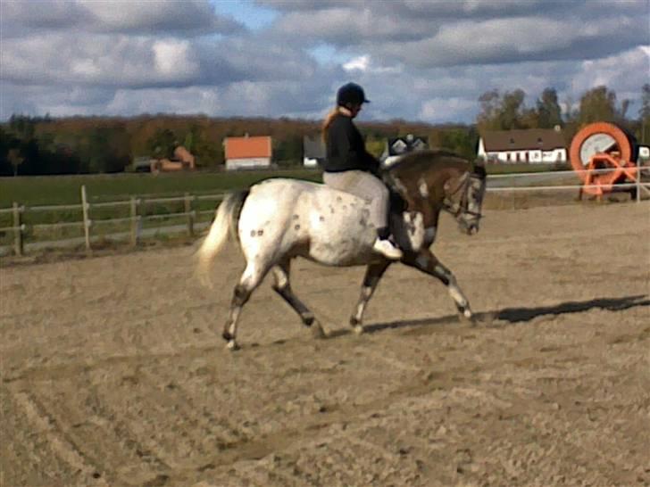 Knabstrupper Samson billede 11