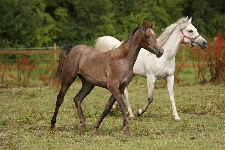 Arabisk fuldblod (OX) Kaheela el Dahab - Kaheela med sin datter Ja´dore juli 2009 Kaheela er bagest og lysest - et Simii foto billede 2