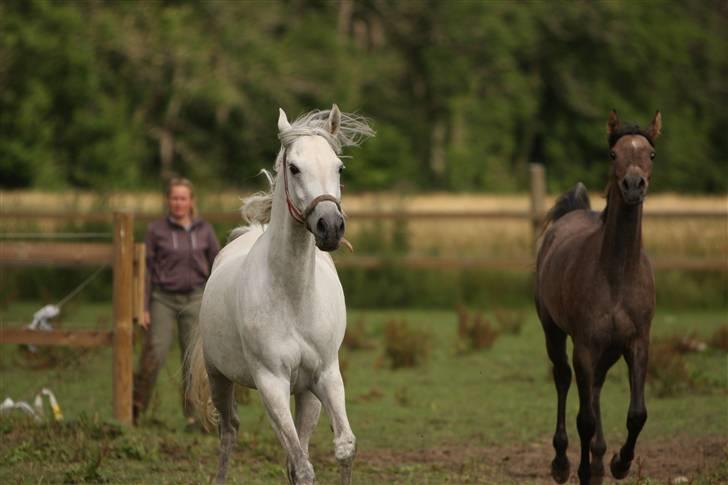 Arabisk fuldblod (OX) Kaheela el Dahab - Kaheela til venstre og lyset  - også et Simii foto billede 3