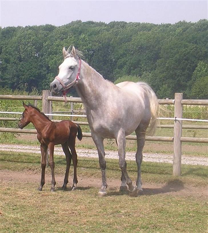 Arabisk fuldblod (OX) Kaheela el Dahab - Smukkeste billede af Kaheela med Ja´kheel ved fod- 2006 billede 4