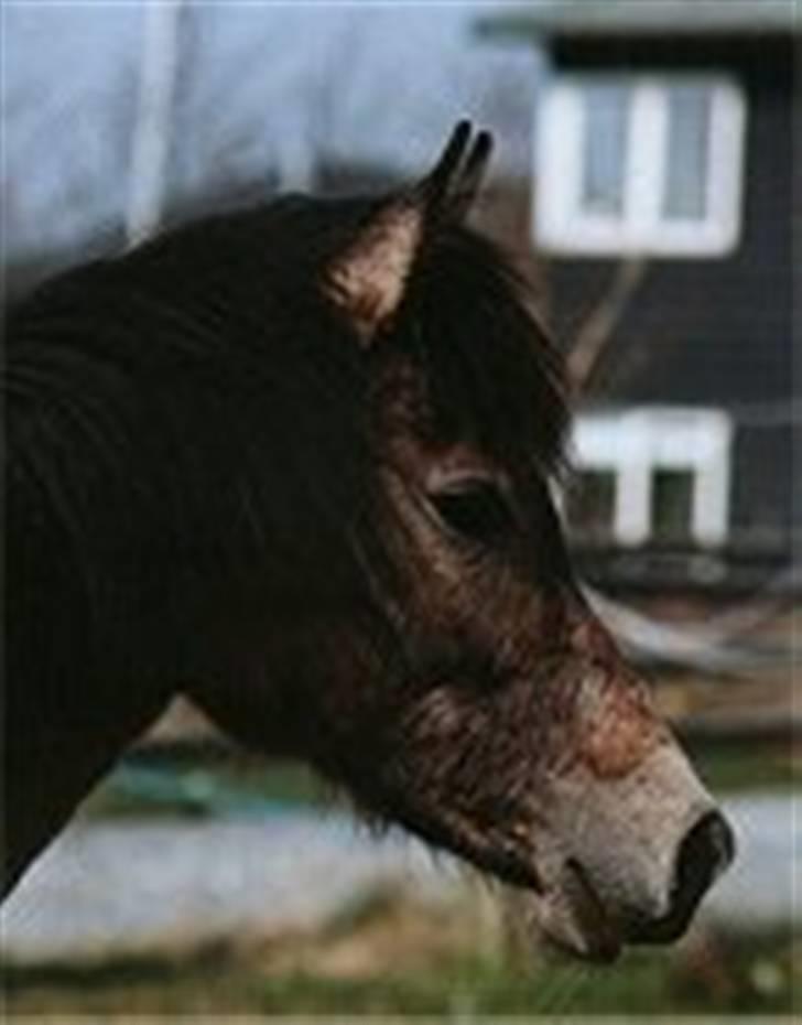 Arabisk fuldblod (OX) Kaheela el Dahab - som åring i DK  2002 billede 5