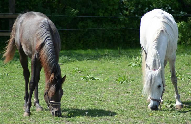 Arabisk fuldblod (OX) Kaheela el Dahab - Denne sommer med sin datter.Kaheela til højre. billede 7