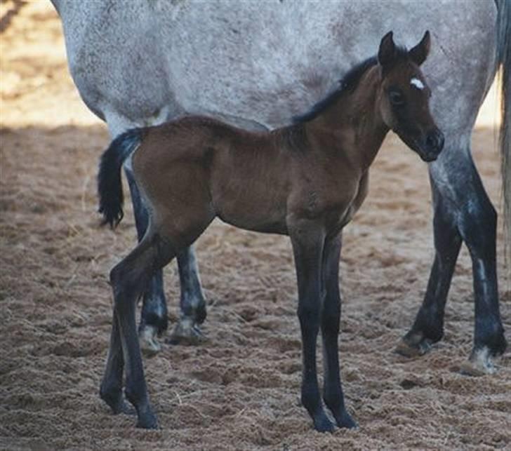 Arabisk fuldblod (OX) Kaheela el Dahab - Kaheela som føl i Tyskland med sin mor billede 8