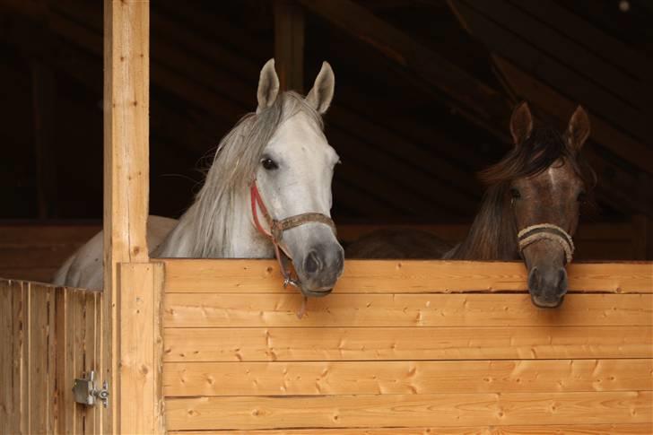 Arabisk fuldblod (OX) Kaheela el Dahab - Kaheela denne sommer med sin 1 årige datter Ja´dore. Foto Simii billede 9
