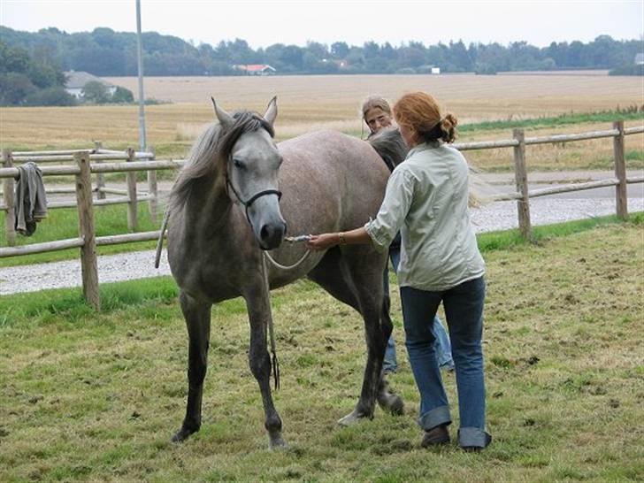 Arabisk fuldblod (OX) Kaheela el Dahab - vi drejer billede 10