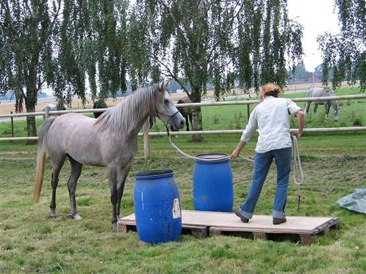 Arabisk fuldblod (OX) Kaheela el Dahab - kursets eneste unghest billede 11