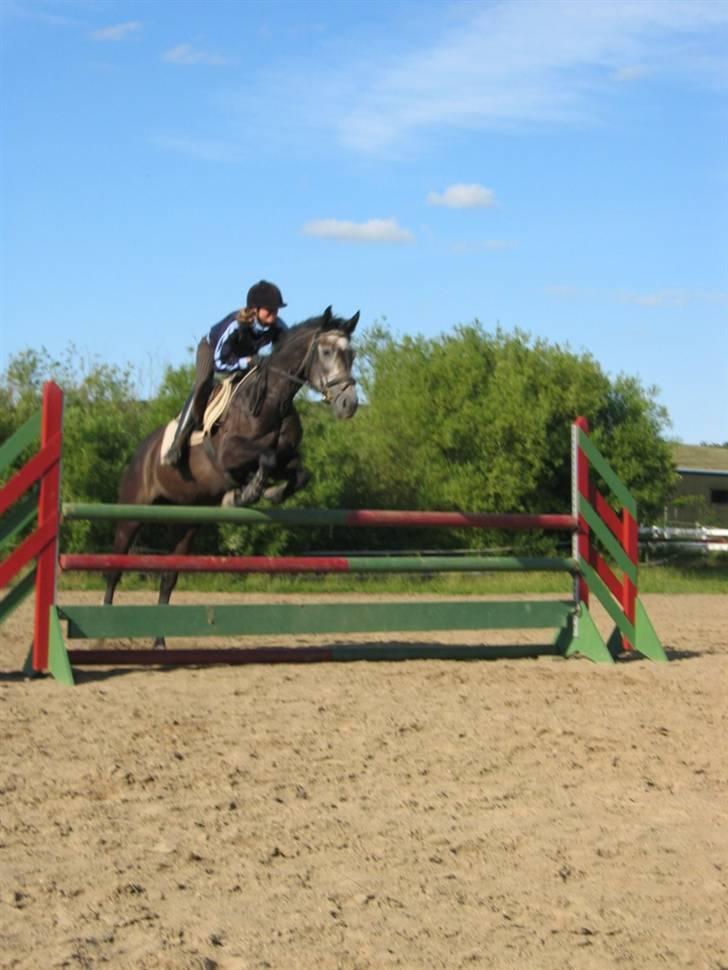 Holstener Mailunds Cirkeline - Her er hun 5 år. billede 2