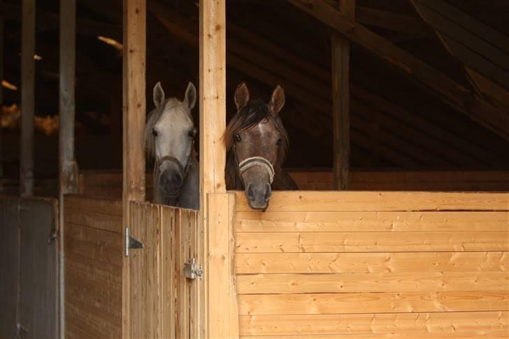 Arabisk fuldblod (OX) Kaheela el Dahab - Foto Simii - kaheela tv. billede 12