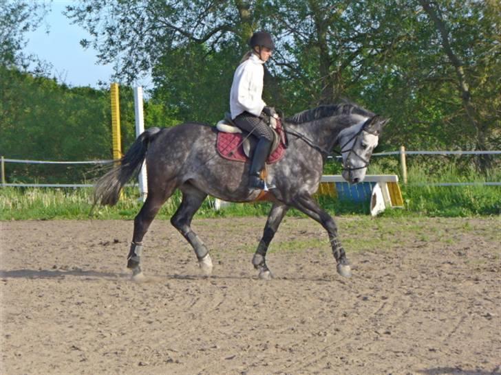 Holstener Mailunds Cirkeline billede 10