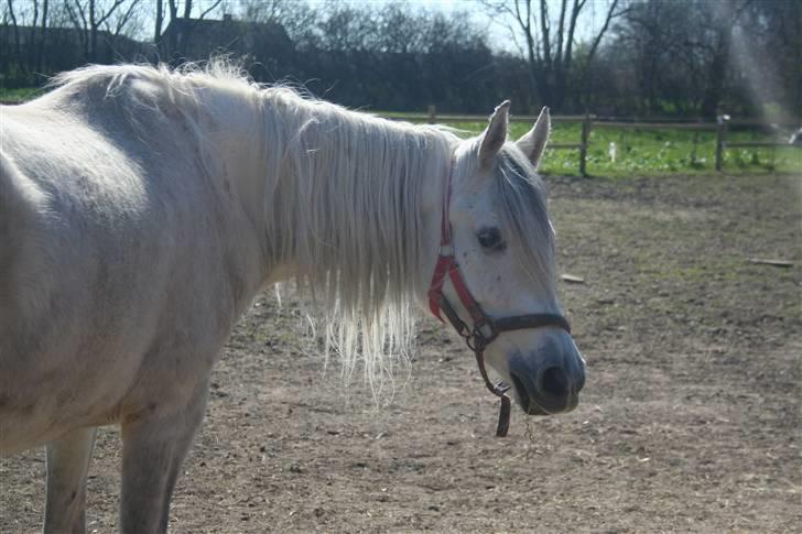 Arabisk fuldblod (OX) Kaheela el Dahab - hverdag foråret 2009 billede 13