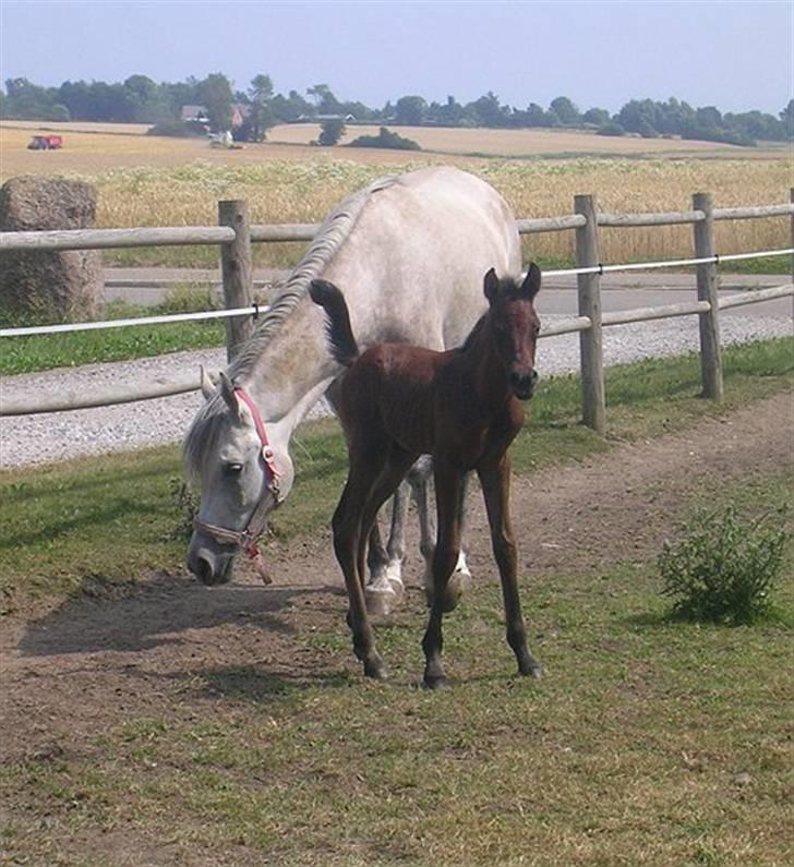 Arabisk fuldblod (OX) Kaheela el Dahab - Kaheela med sit første afkom :Ja´kheel billede 14