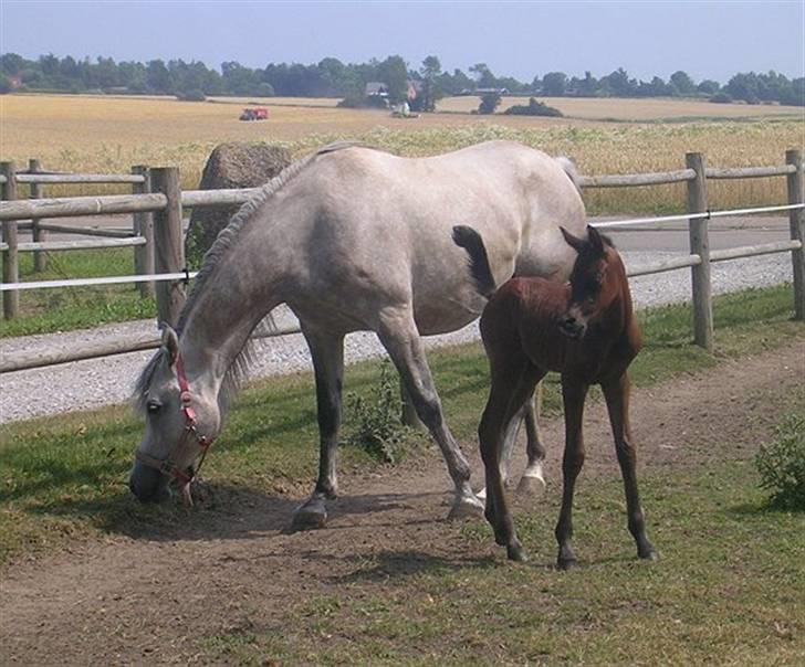 Arabisk fuldblod (OX) Kaheela el Dahab -  Hun har grund til at være stolt af ham. billede 15