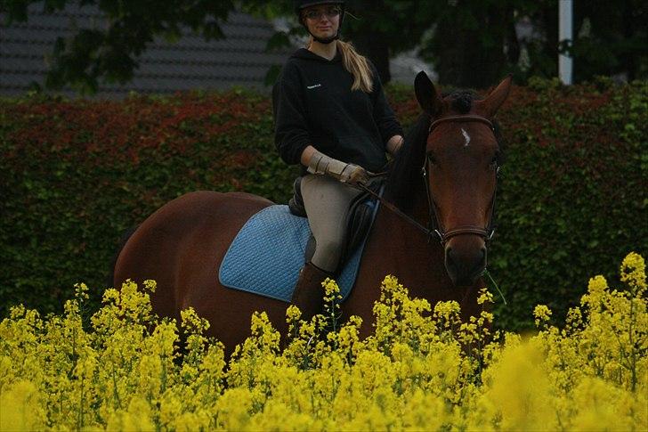 Noriker Bruno Diamant XVI - Efter træning d.12 maj . Foto mathilde jso billede 19