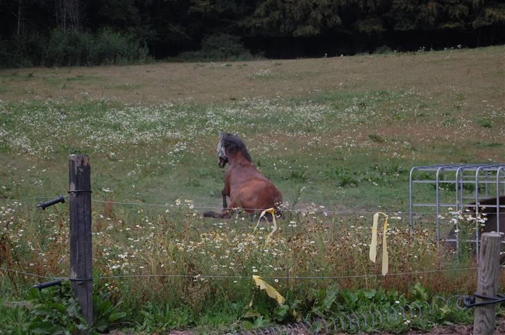 Anden særlig race Prinsen Af Krogsgård - Kommer du ikke og sætter dig sammen med mig???? <33 billede 9