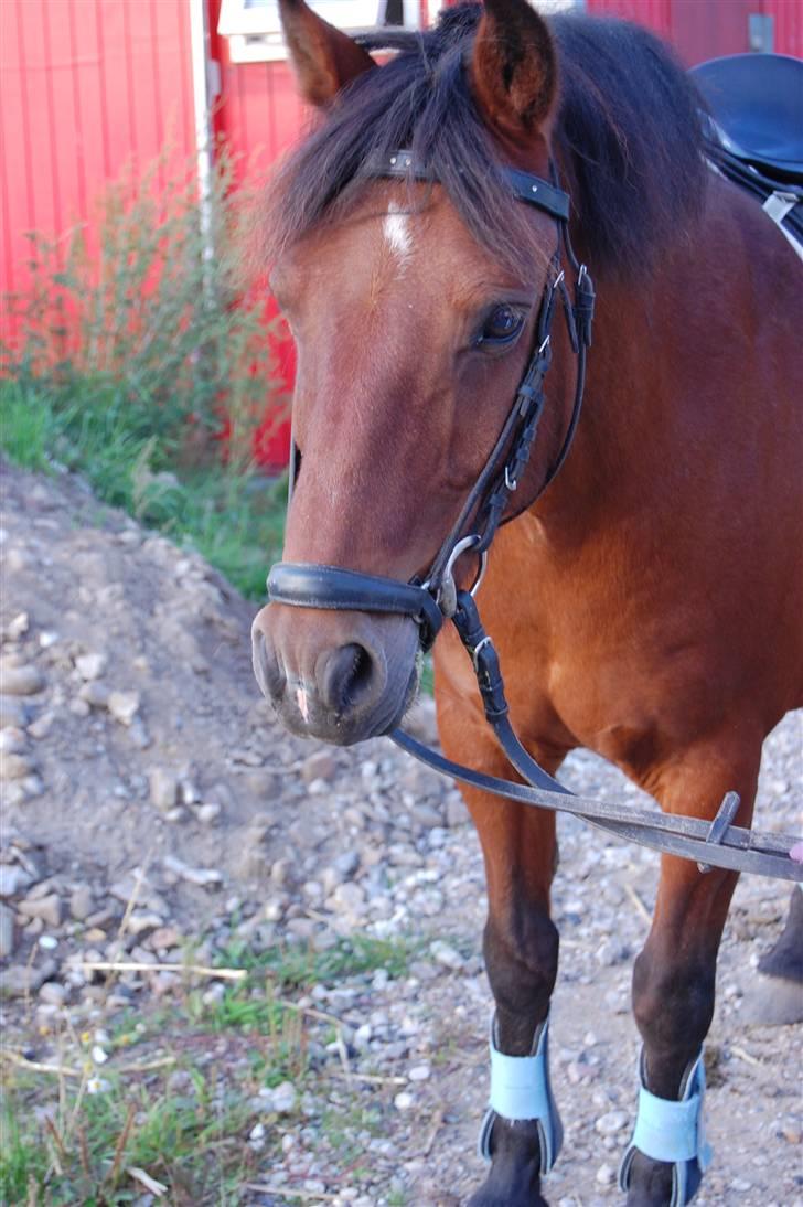 Anden særlig race Prinsen Af Krogsgård - Efter spring-trænning puuuuhhhaa hvor´det hårdt... billede 10