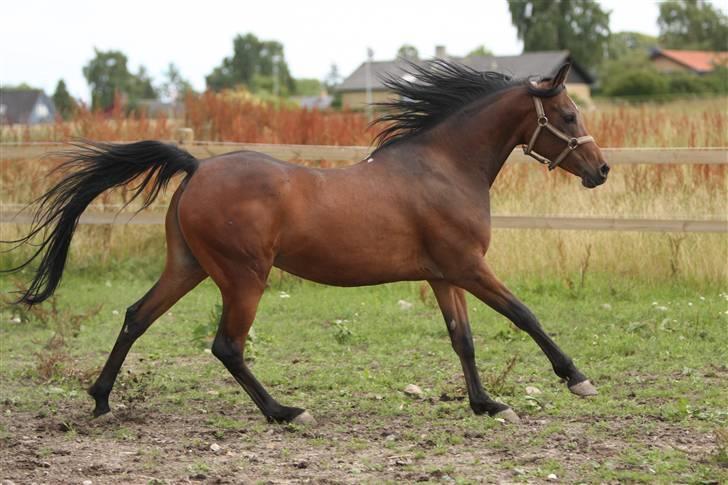 Arabisk fuldblod (OX) Sayana - Juli 2009 - foto Simii billede 11