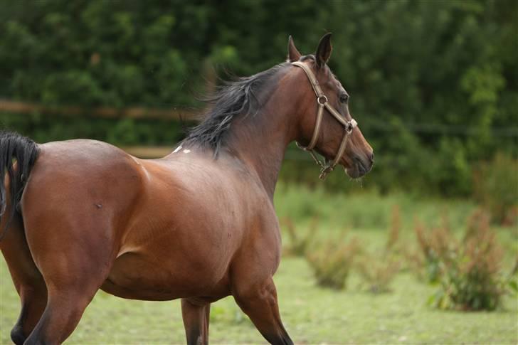 Arabisk fuldblod (OX) Sayana - juli 2009 -foto Simii billede 12