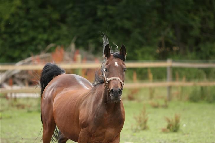 Arabisk fuldblod (OX) Sayana - foto Simii billede 13