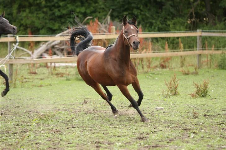 Arabisk fuldblod (OX) Sayana - foto Simii billede 15