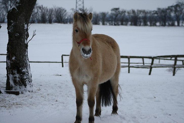 Fjordhest Bibi  - The best kind of friend is the kind you can sit in grass the with, never say a word, and then walk away, feeling like it was the best conversation you&#39;ve ever had. billede 14