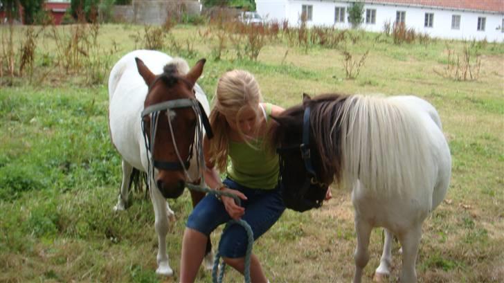 Shetlænder simba |Aflivet| :(<3 - mig smilla og simba !!!! <3 elsker jer sq ponser billede 6