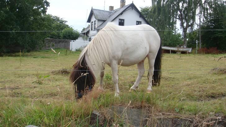 Shetlænder simba |Aflivet| :(<3 - Simba.... på fold 2008 :) billede 7
