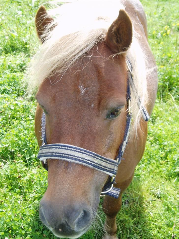 Shetlænder Louis :) - Hej Louis :) billede 8