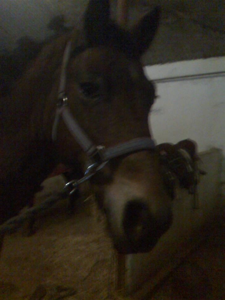 New Forest Tanholts Mamba - hej velkommen til mambas profil. tag et kig:) billede 1