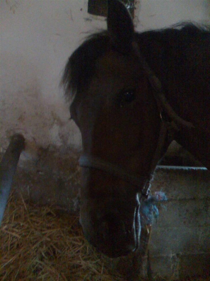 New Forest Tanholts Mamba billede 3