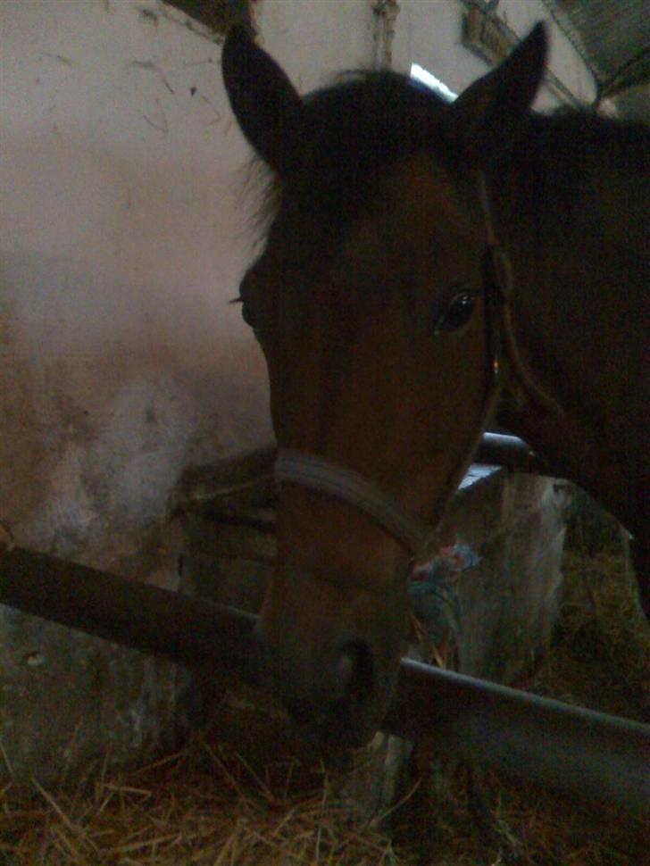 New Forest Tanholts Mamba billede 4