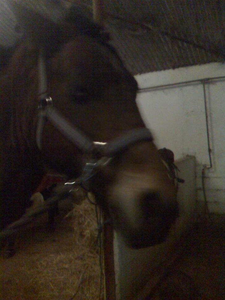 New Forest Tanholts Mamba billede 5