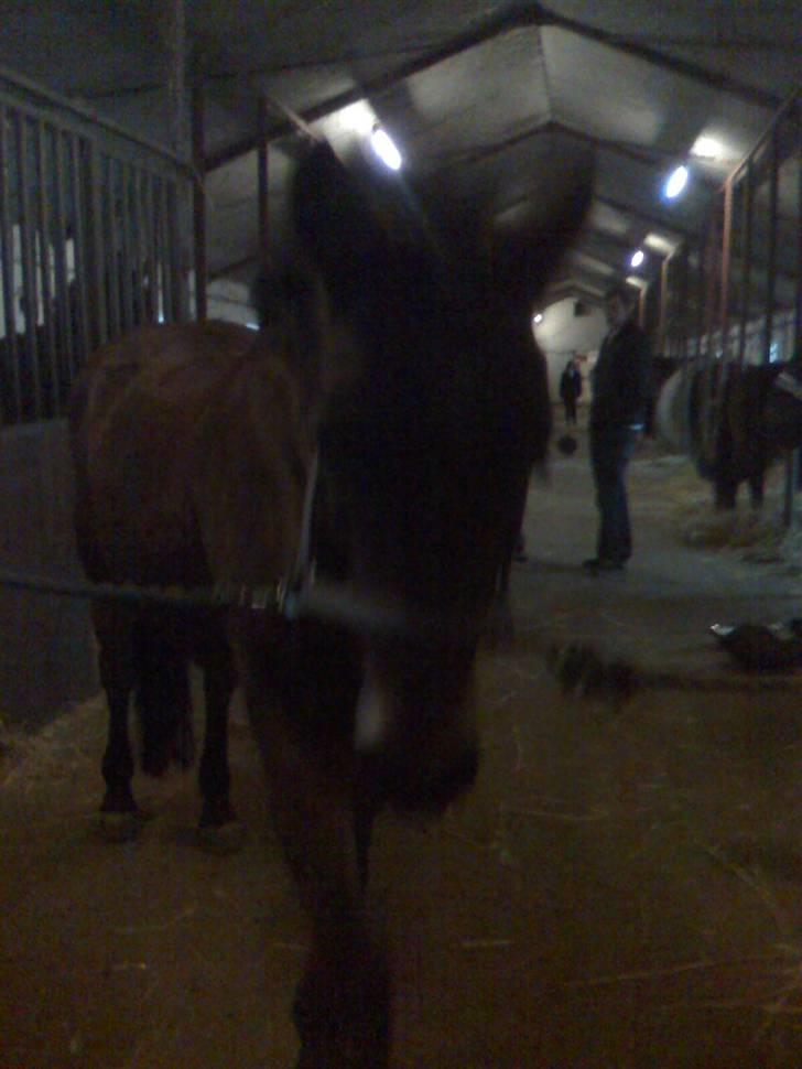 New Forest Tanholts Mamba billede 6