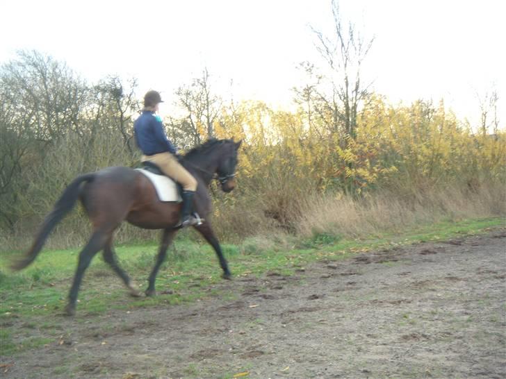 Dansk Varmblod A tempo - Vi øver os billede 5