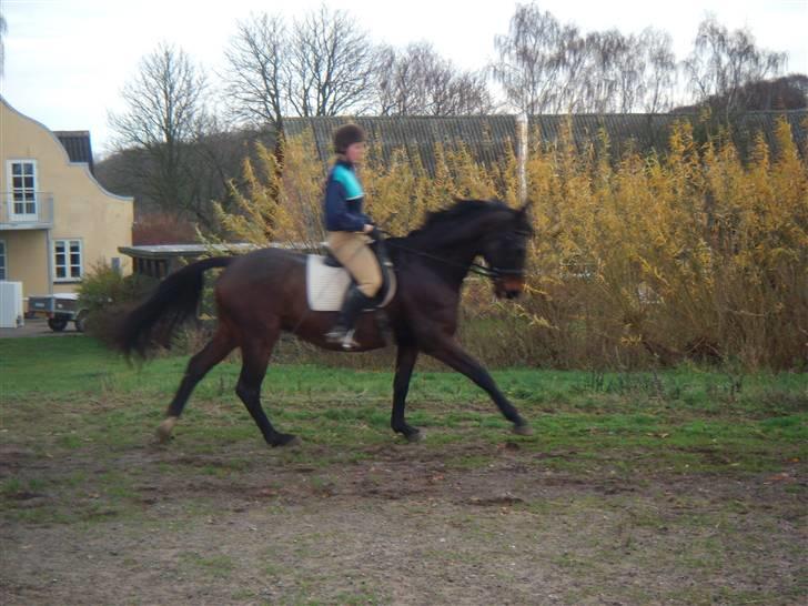 Dansk Varmblod A tempo - Vi øver os lidt mere billede 6