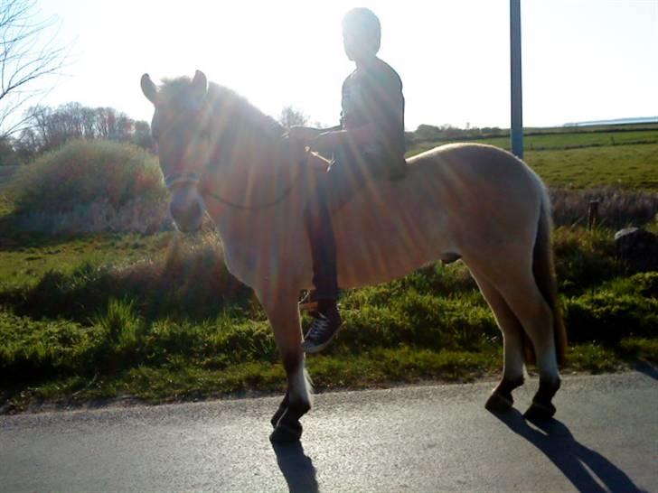 Fjordhest Emir Stanstorp *Solgt* - Mine dejlige drenge :) billede 4