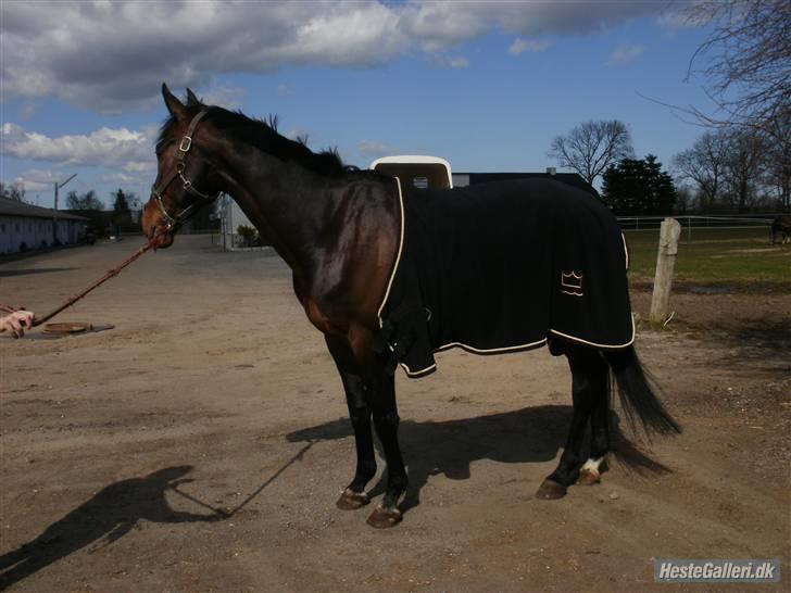 Dansk Varmblod P.Temptation R.I.P :'( - gammelt billede 15