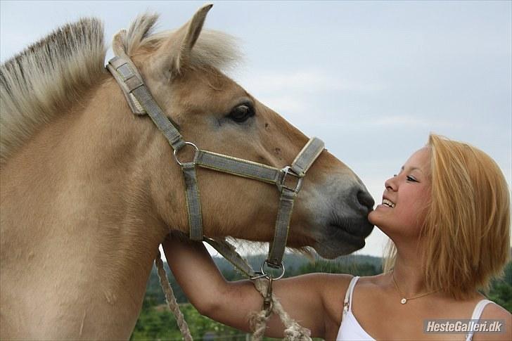 Fjordhest Emir Stanstorp *Solgt* - Skøn dag ! billede 7