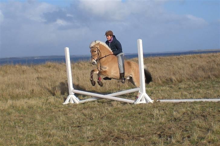 Fjordhest Emir Stanstorp *Solgt* - 2 dage efter jeg fik ham . billede 10