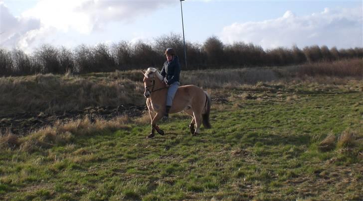Fjordhest Emir Stanstorp *Solgt* - Kun dressur uden sadel ! billede 11