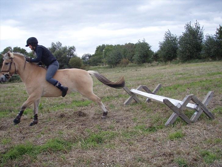 Fjordhest Emir Stanstorp *Solgt* billede 12