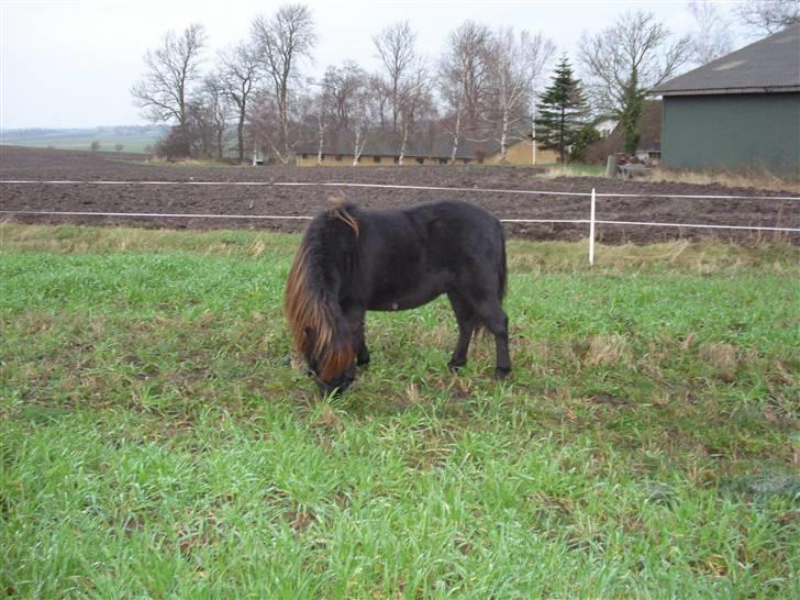 Shetlænder Speedy *Solgt og savnet* billede 1